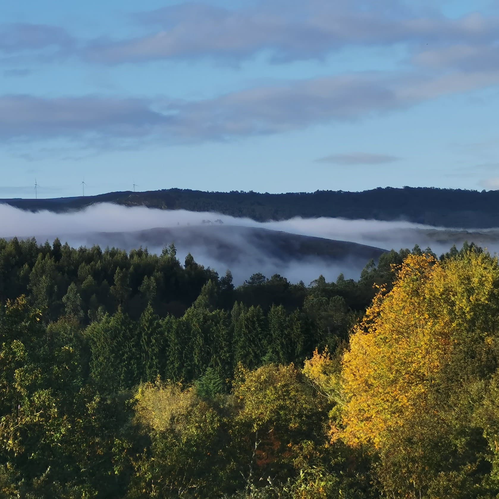 Gaia Forest Retreat Wellness